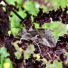 Gammaeule (Autographa gamma)