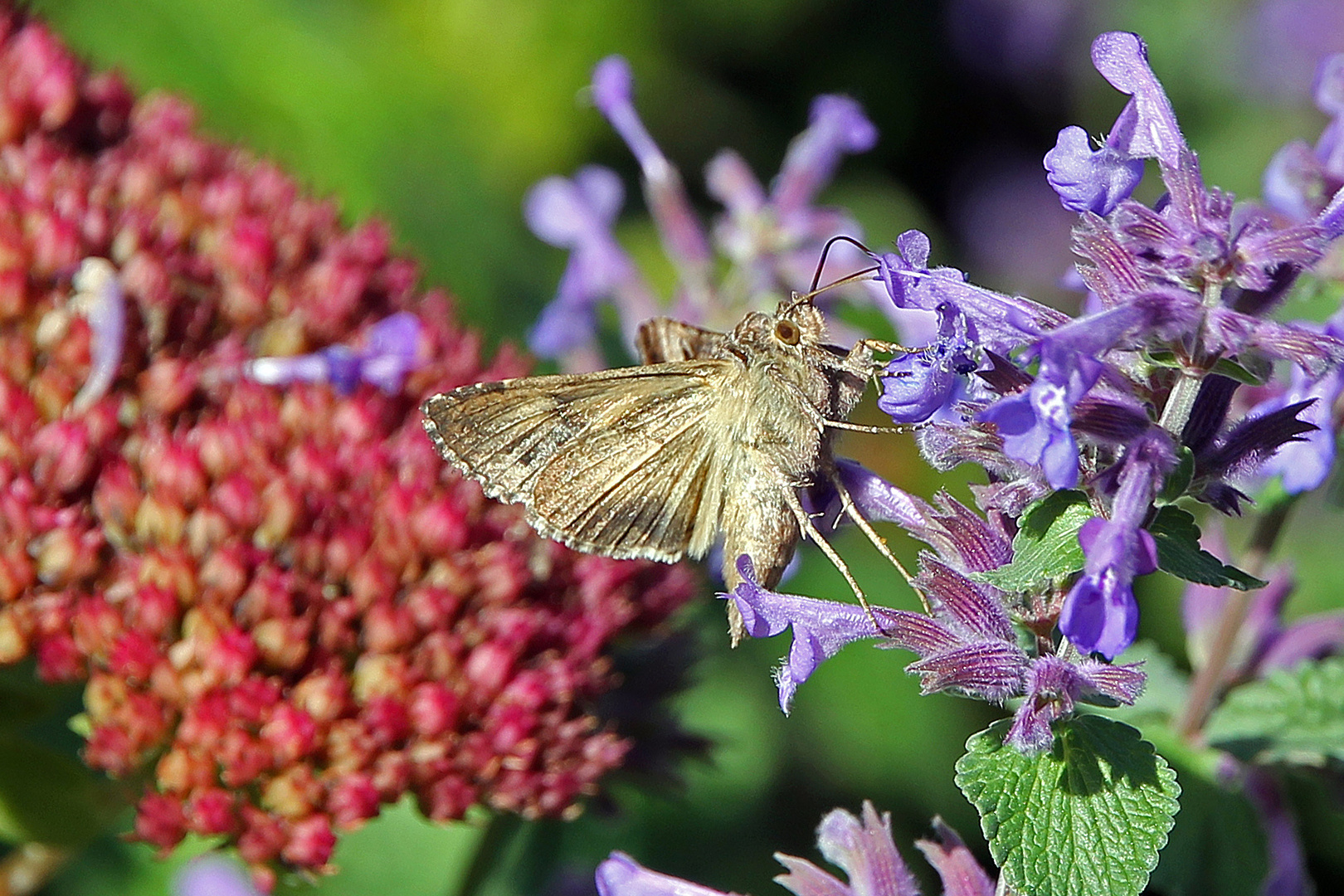 Gammaeule (Autographa gamma)