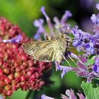 Gammaeule (Autographa gamma)