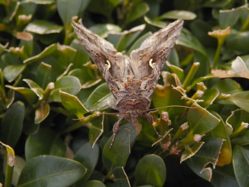 Gammaeule (Autographa gamma)