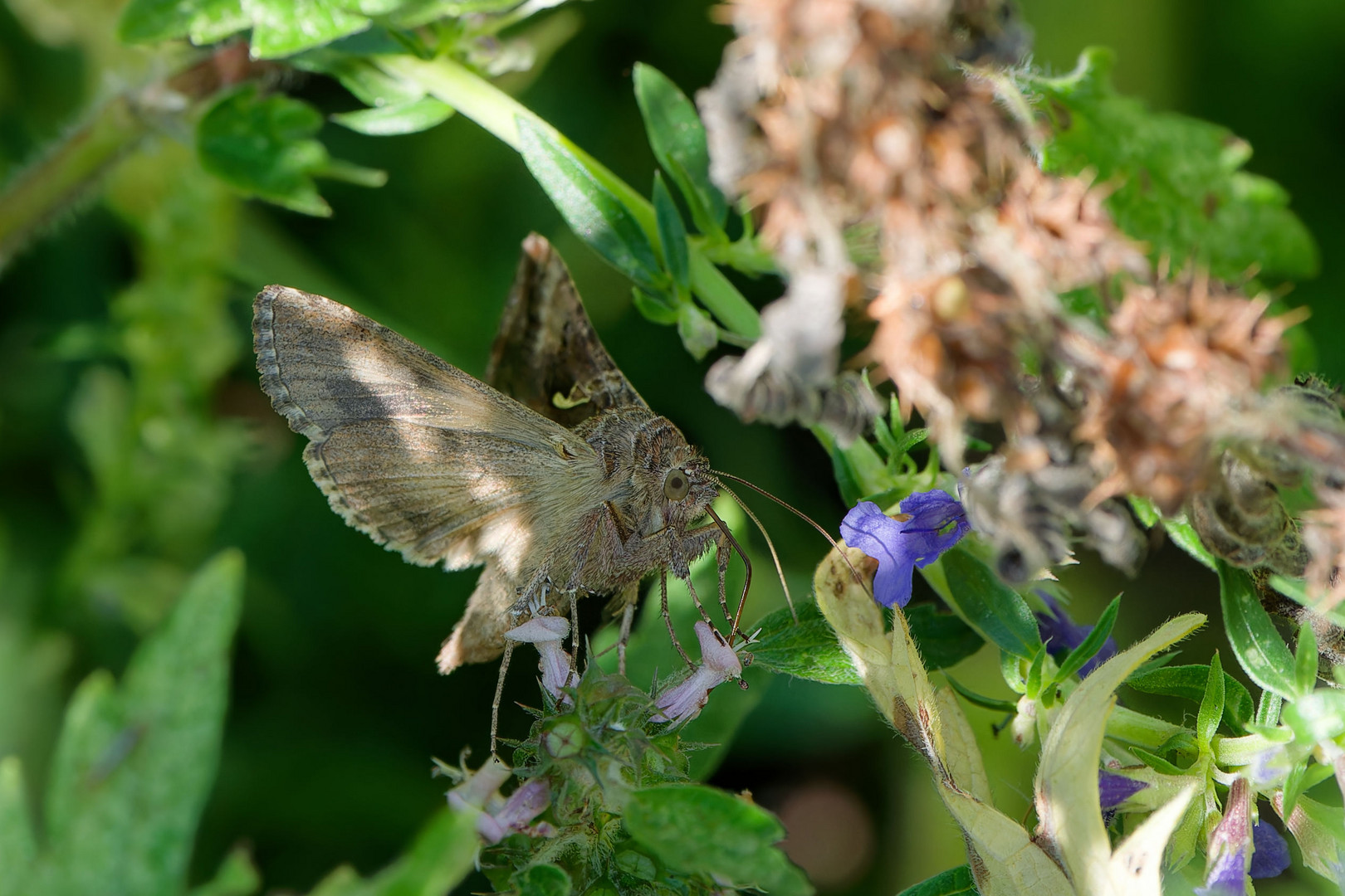 Gammaeule (Autographa gamma)