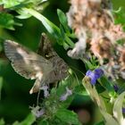 Gammaeule (Autographa gamma)