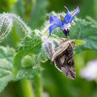 Gammaeule | Autographa gamma am Borretsch