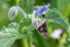 Gammaeule | Autographa gamma am Borretsch