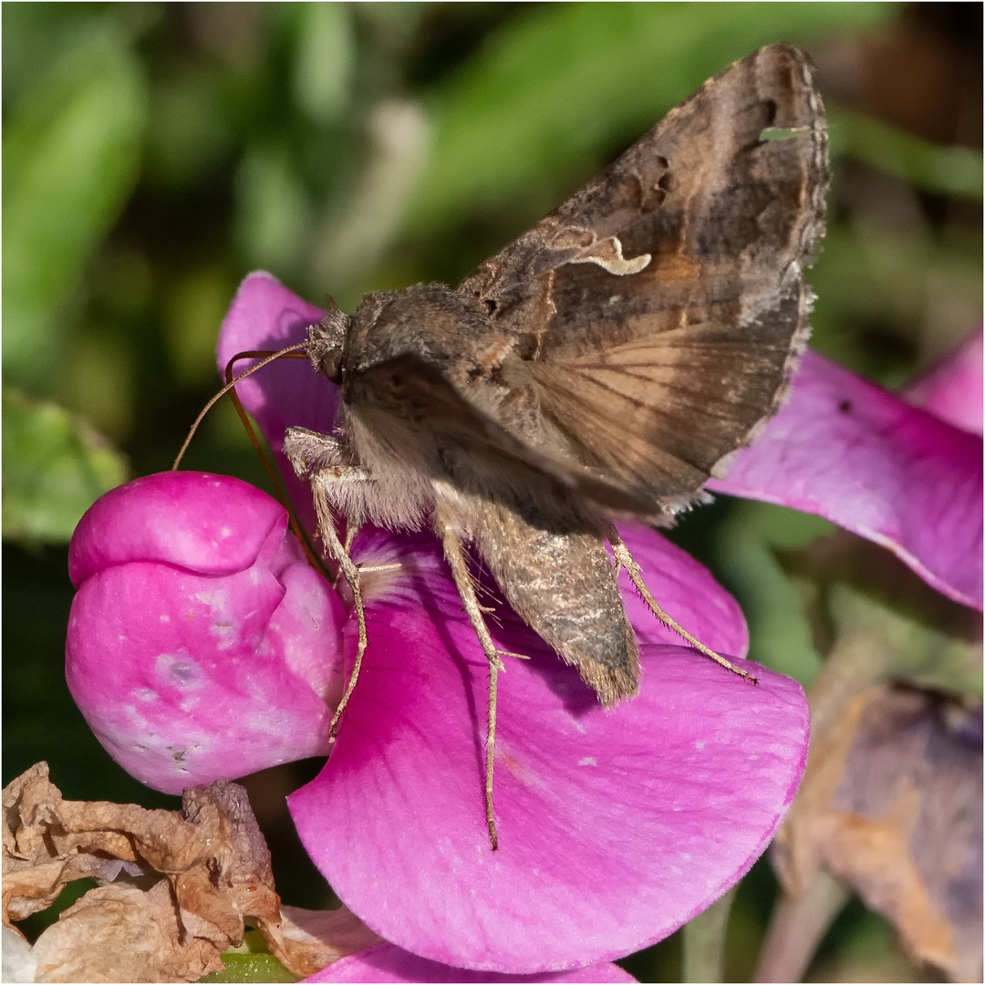 Gammaeule - Autographa gamma - auf einer Herbstanemonen-Blüte  .....