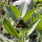 Gammaeule (Autographa gamma) auf Salbei