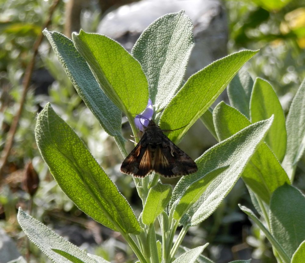 Gammaeule (Autographa gamma) auf Salbei