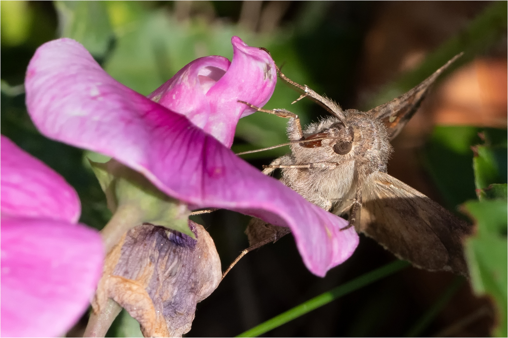 Gammaeule - Autographa gamma - .....