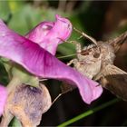 Gammaeule - Autographa gamma - .....