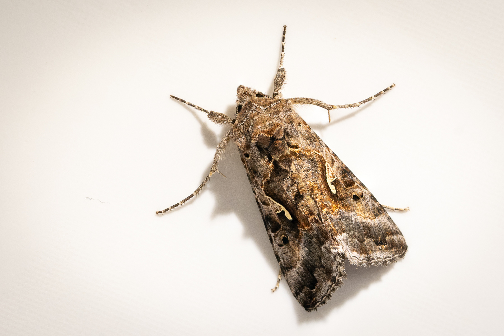 Gammaeule (Autographa gamma)