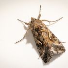 Gammaeule (Autographa gamma)