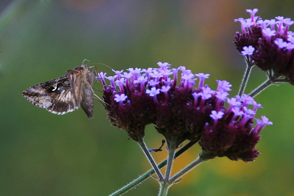 Gammaeule (Autographa gamma)