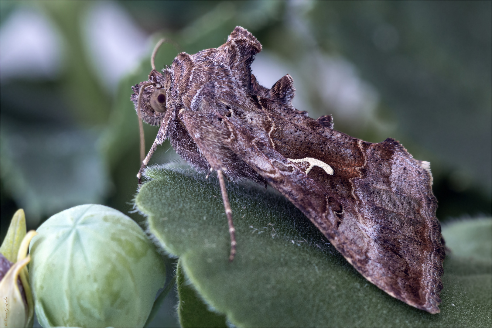 Gammaeule - Autographa gamma