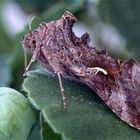 Gammaeule - Autographa gamma