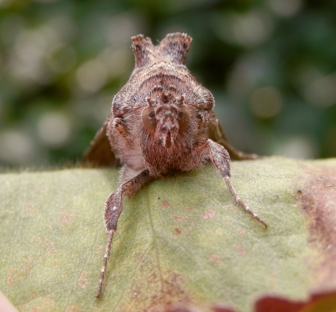 Gammaeule (Autographa gamma)