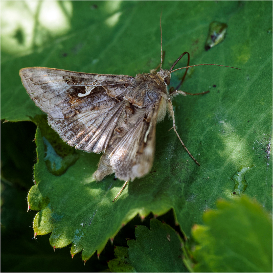 Gammaeule - Autographa gamma -    .....