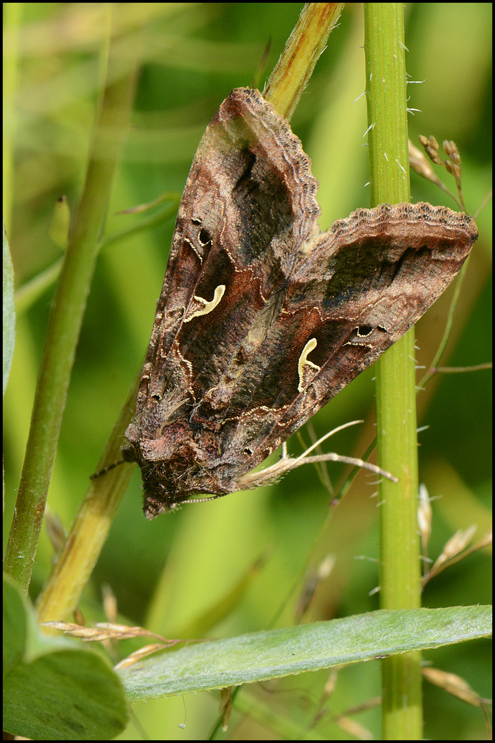 Gammaeule - Autographa gamma