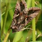 Gammaeule - Autographa gamma