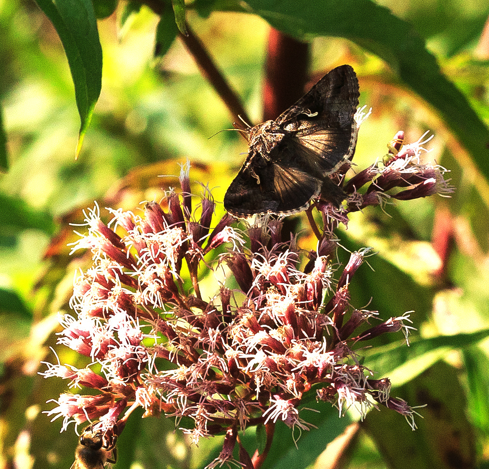 Gammaeule (Autographa gamma)