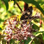 Gammaeule (Autographa gamma)