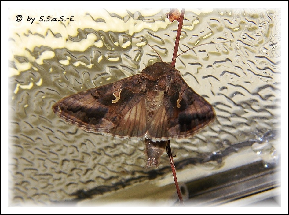 Gammaeule (Autographa gamma)