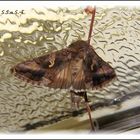 Gammaeule (Autographa gamma)