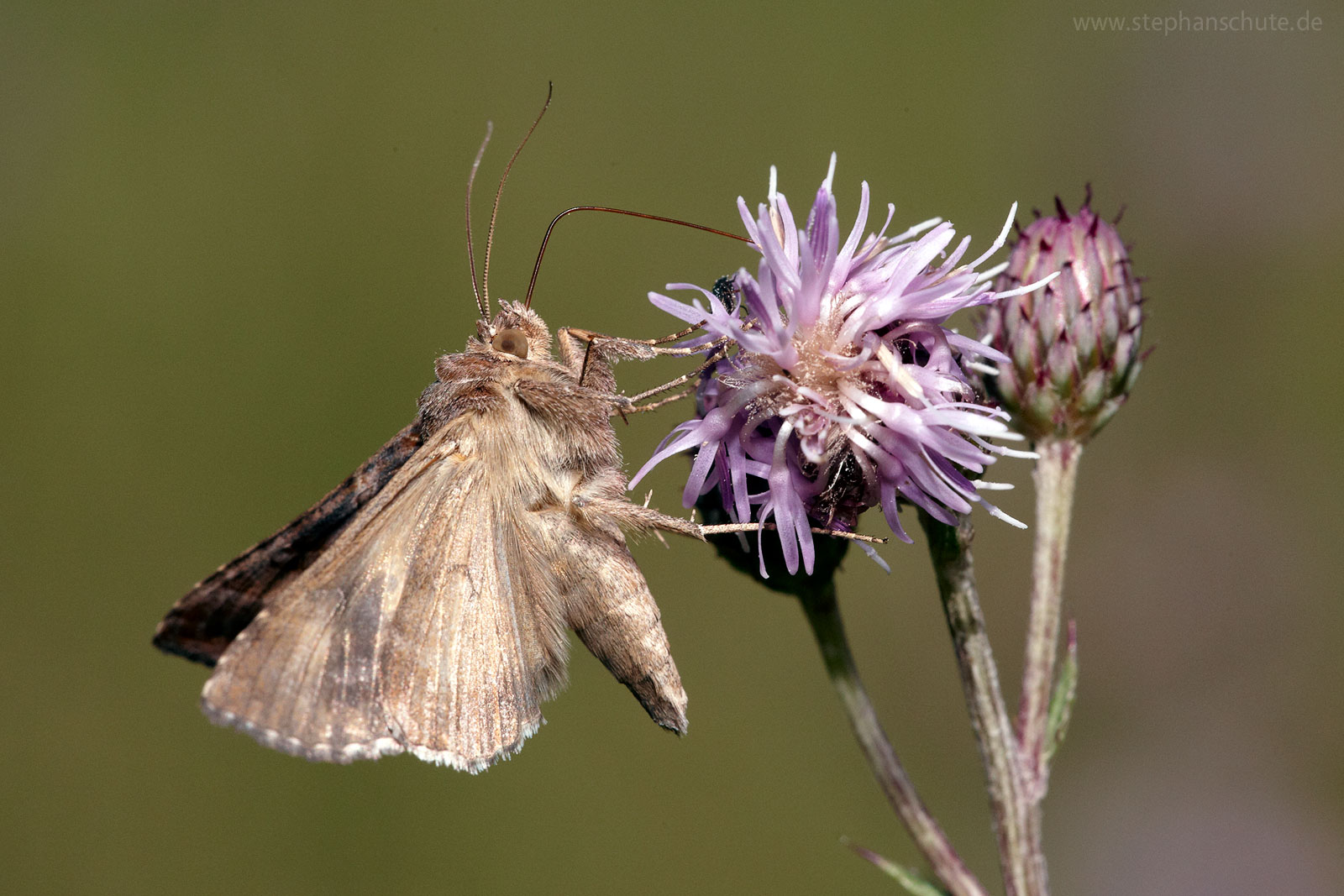 Gammaeule (Autographa-gamma)