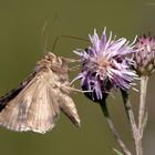 Gammaeule (Autographa-gamma)