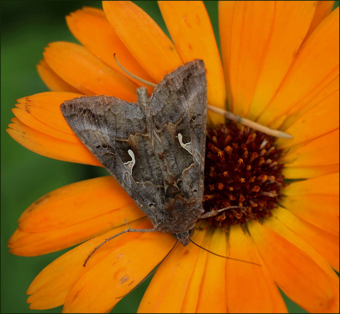 Gammaeule (Autographa gamma).