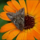 Gammaeule (Autographa gamma).