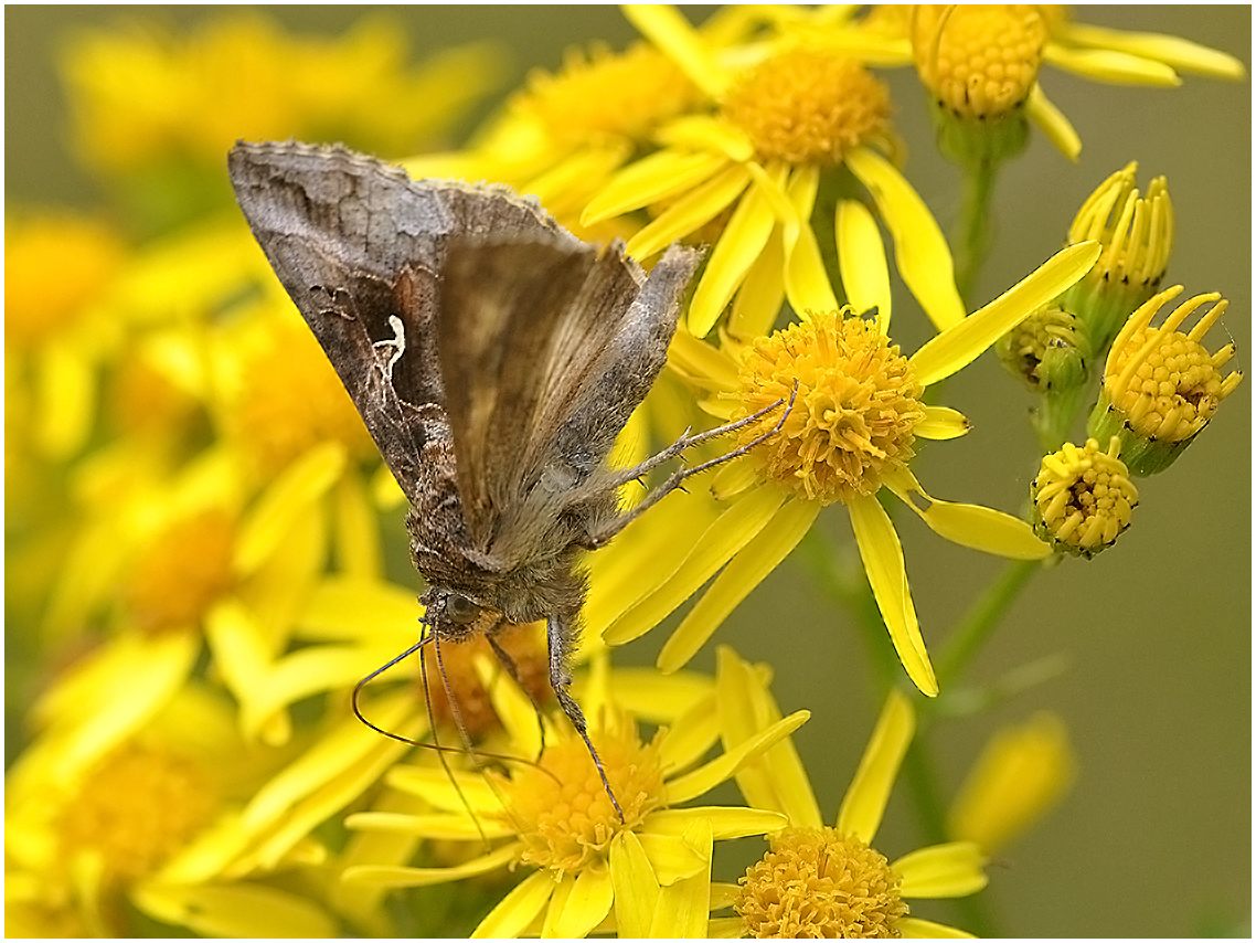 Gammaeule - Autographa gamma