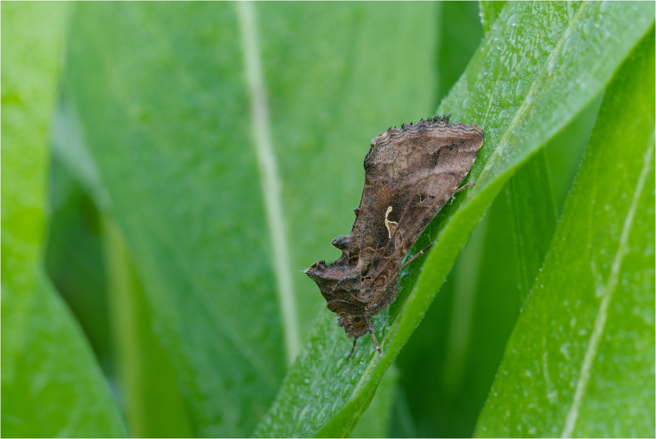 Gammaeule (Autographa gamma)