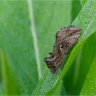 Gammaeule (Autographa gamma)