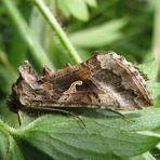 Gammaeule Autographa gamma