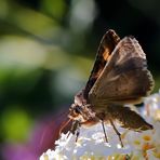 Gammaeule (Autographa gamma) (I)