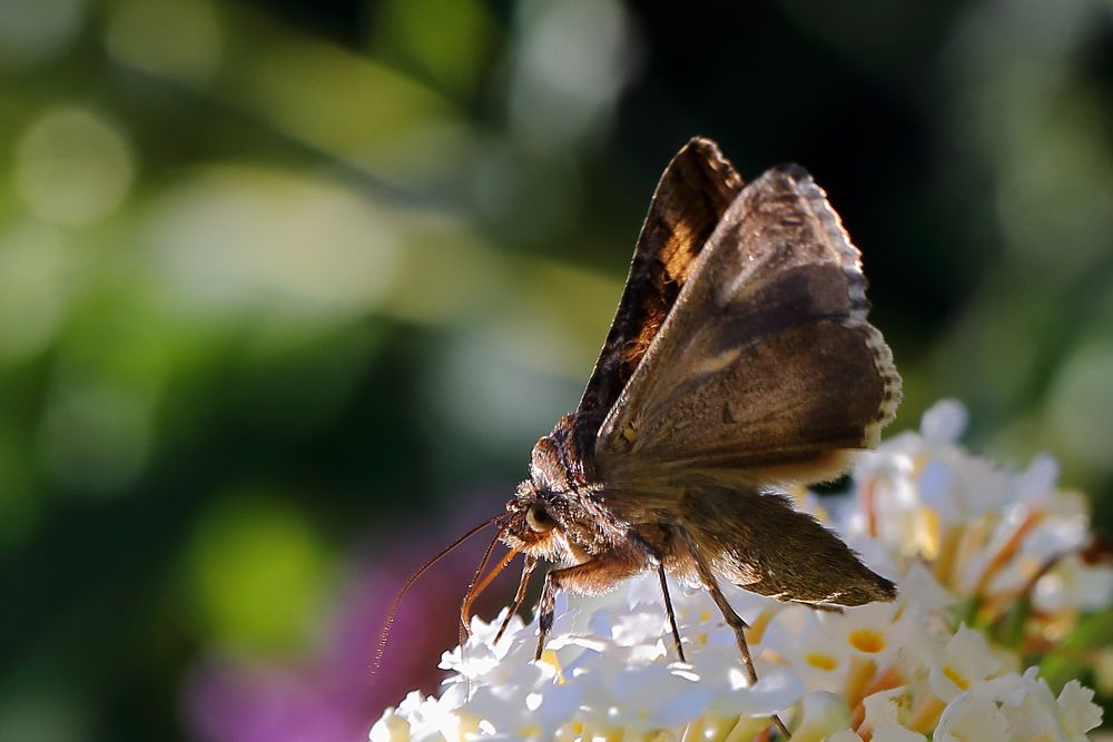 Gammaeule (Autographa gamma) (I)