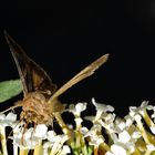 Gammaeule (Autographa gamma) (II)