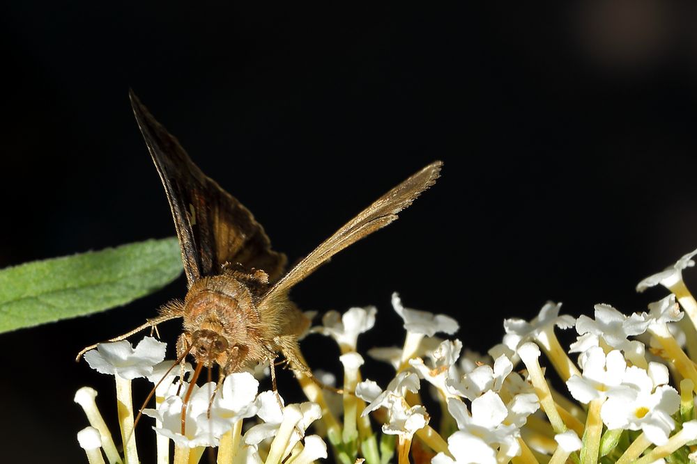 Gammaeule (Autographa gamma) (II)