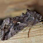  Gammaeule (Autographa gamma, Plusia gamma) - Le Chrysodeixis chalcites, la Gamma.