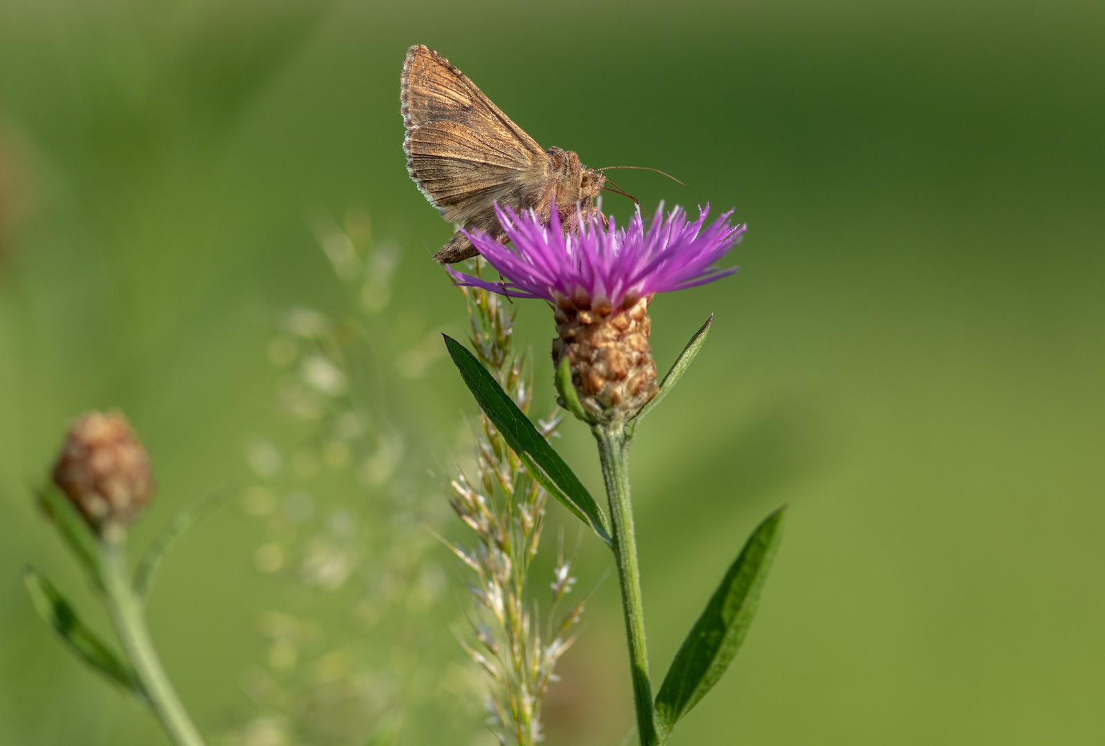 Gammaeule, oder Pistoleneule (Autographa gamma)