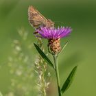 Gammaeule, oder Pistoleneule (Autographa gamma)