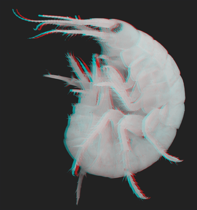 Gammarus [3D]