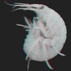 Gammarus [3D]