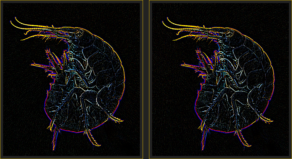 Gammarus im Weltraum [3D]