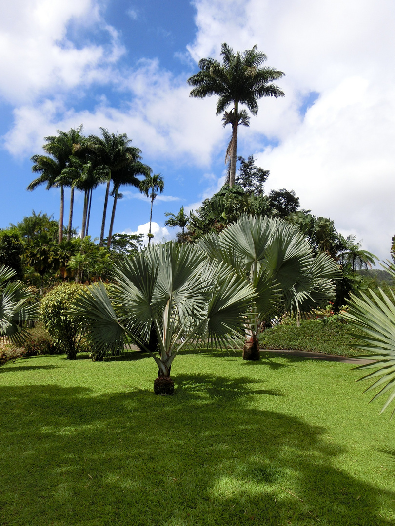 gamme de palmiers