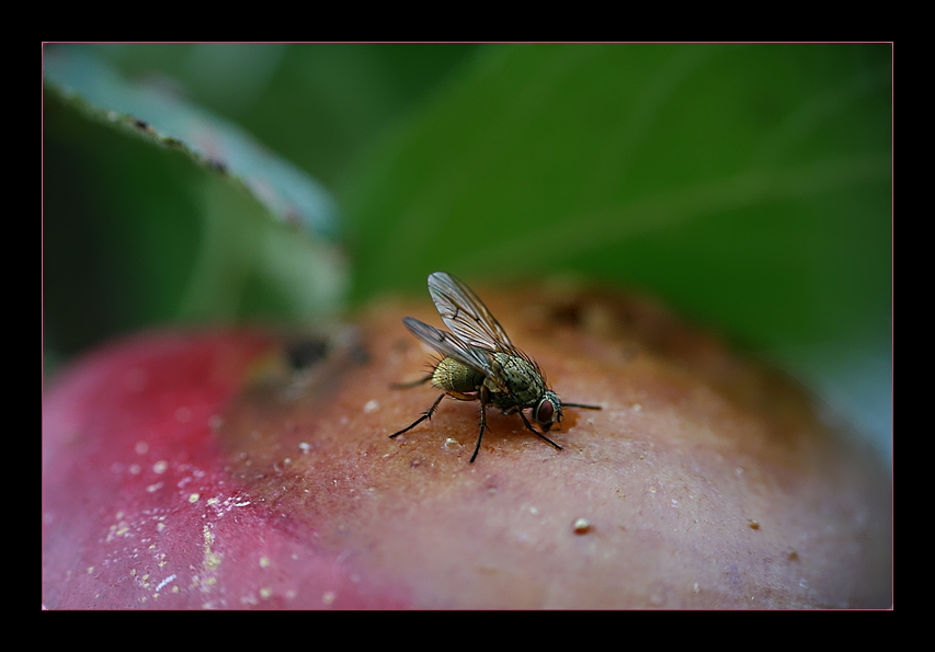 gammelapfel