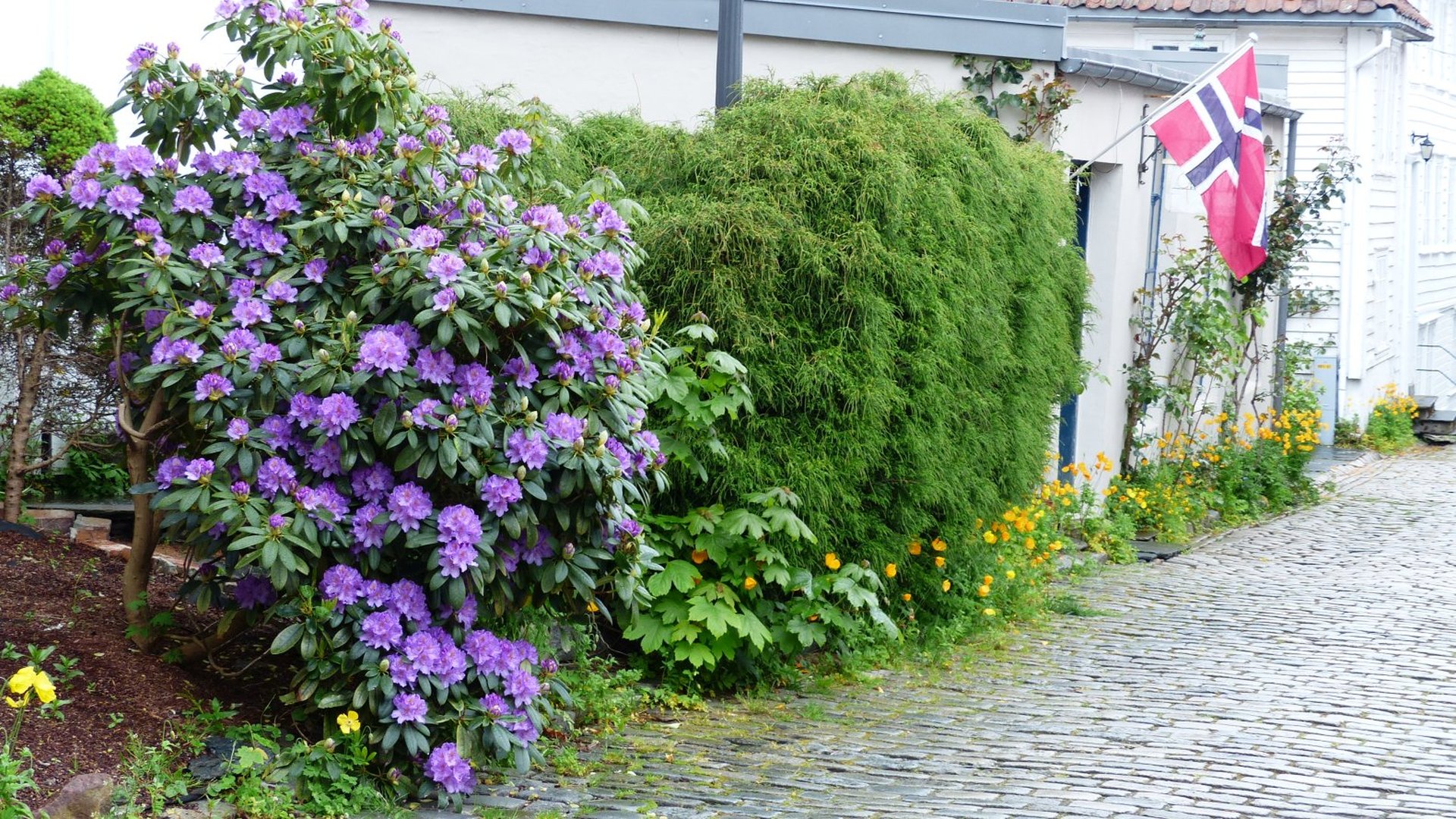 gammle Stavanger - pretty flowers Norway