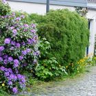 gammle Stavanger - pretty flowers Norway