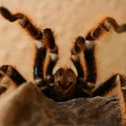 Gammostola Rosea 1.0