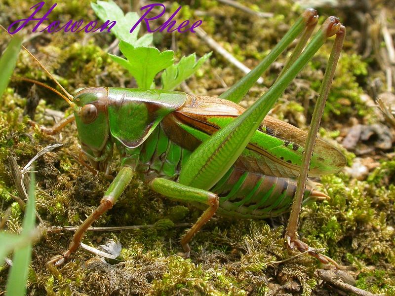 Gampsocleis Sedakovii Obscura